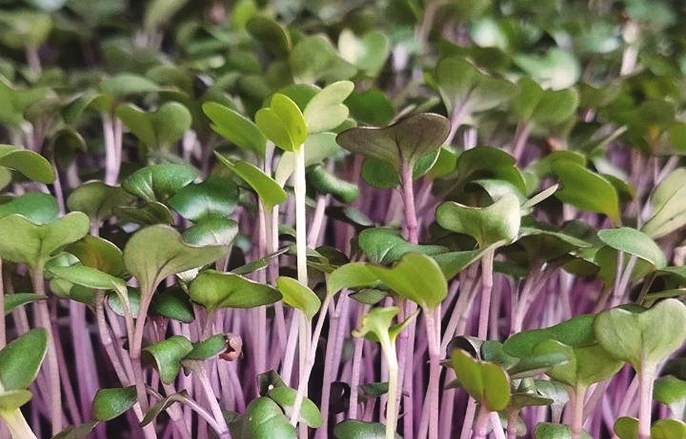 robins chou rouge red cabbage sweet microgreens