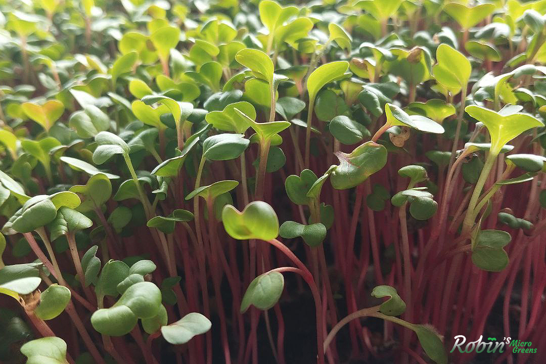easy microgreens to grow